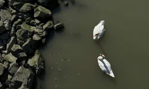 Swans Swimming