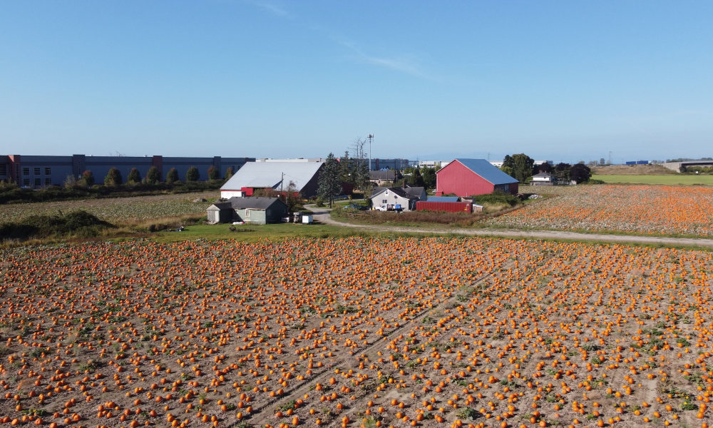 The Great Pumpkin Carve