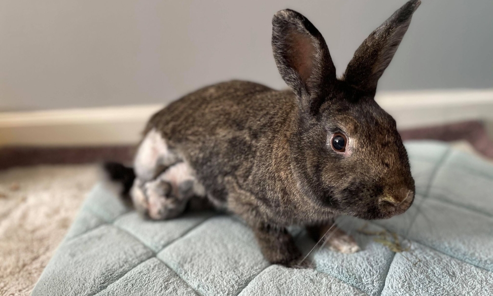 Amber the Rabbit who had a leg amputation