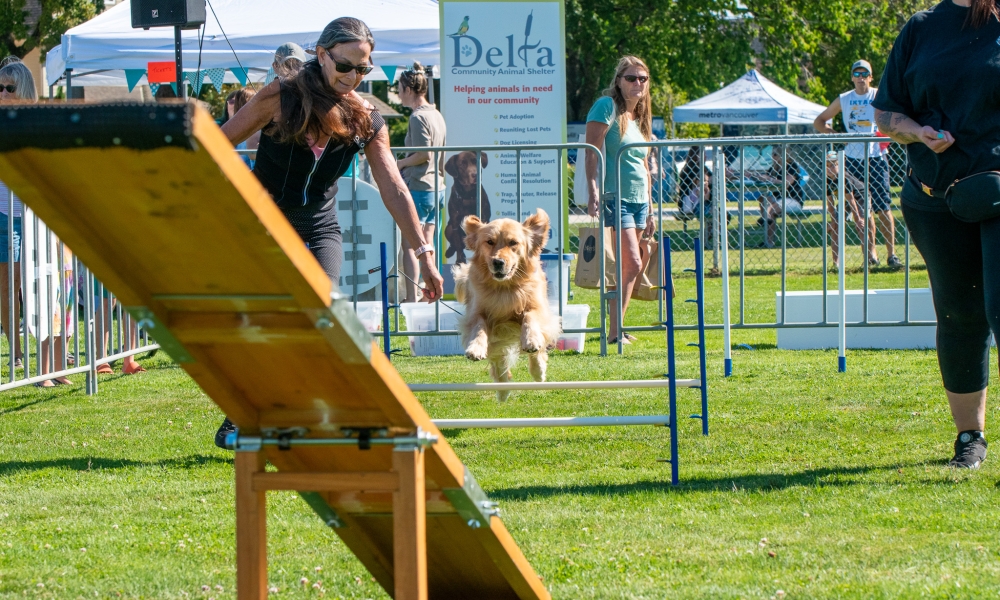 An unmistakably Good Boy does his best jumps through an obstacle course.