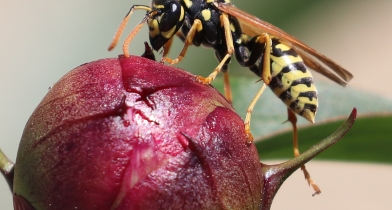 Photo of a wasp on a berry