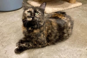 Potato, Domestic Long Hair, Tortieshell, Spayed Female, Approx. 6 years old