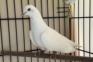 Nike, Pigeon, White, Unknown Sex, Approx. 1 year old