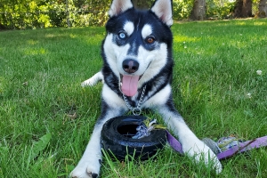 Julian, Husky Mix, Black and White, Neutered Male, Approx. 1 year old