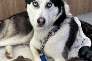 Obi, Siberian Husky, Black and White, Neutered Male, Approx. 2 years old