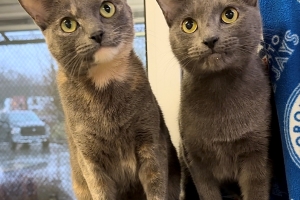 Elsa & Anna, Domestic Short Hairs, Dilute Tortie and Grey, Spayed Females, 1.5 years old 