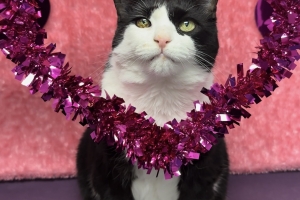 Missy, Domestic Short Hair, Tuxedo, Spayed Female, Senior ~ 10.5 years old