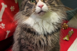 Titus, Domestic Long Hair, Brown Tabby w/ White, Neutered Male, Approx. 3 years old