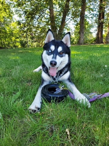 Julian, Husky Mix, Black and White, Neutered Male, Approx. 1 year old