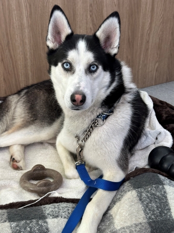 Obi, Siberian Husky, Black and White, Neutered Male, Approx. 2 years old