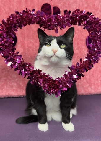 Missy, Domestic Short Hair, Tuxedo, Spayed Female, Senior ~ 10.5 years old