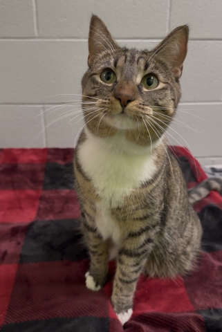 Rue, Domestic Short Hair, Brown Tabby w/ White, Spayed Female, 1.5 years old