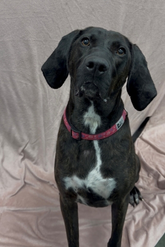Annabelle, Plott Hound, Brindle w/ White, Spayed Female, Approx. 4-5 years old