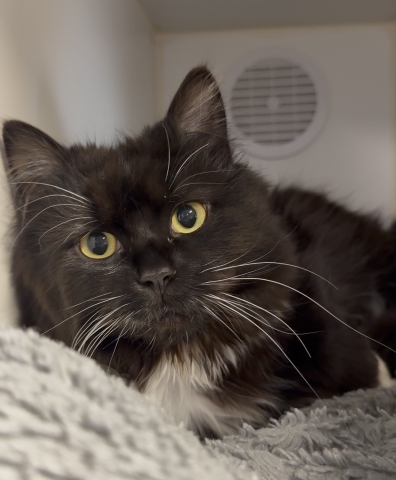 Mei Mei, Domestic Long Hair, Tuxedo, Spayed Female, Approx. 1 year old