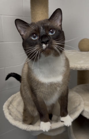 Andy, Snowshoe Cat, Seal Point, Neutered Male, Approx. 5.5 years old